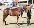 Waler άλογο της Αυστραλίας